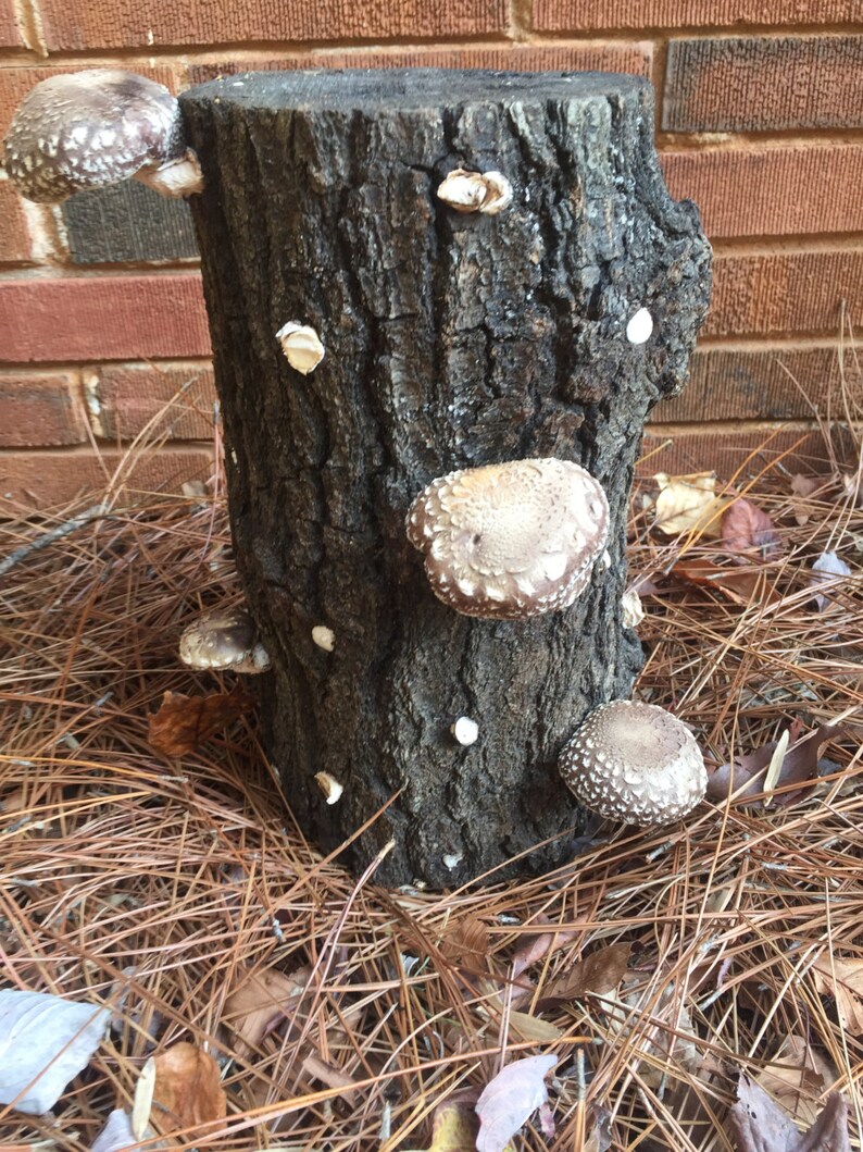 2 6 to 9 Shiitake Mushroom Log 2 Logs per Etsy