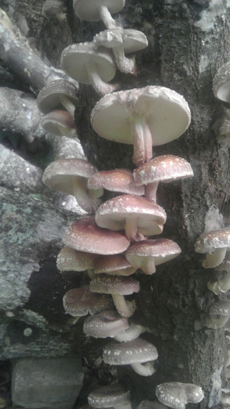 So Easy! 18/' Mushroom Log Pre Inoculated Shiitake Gourmet Edible Amazing food from your Back Yard