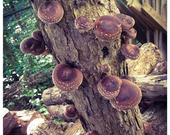 Why growing fungi at home is beginning to mushroom, Fungi
