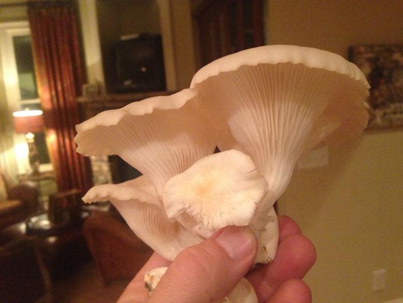 Oyster Mushroom Log Grow Your Own Oyster Mushrooms at Home Etsy