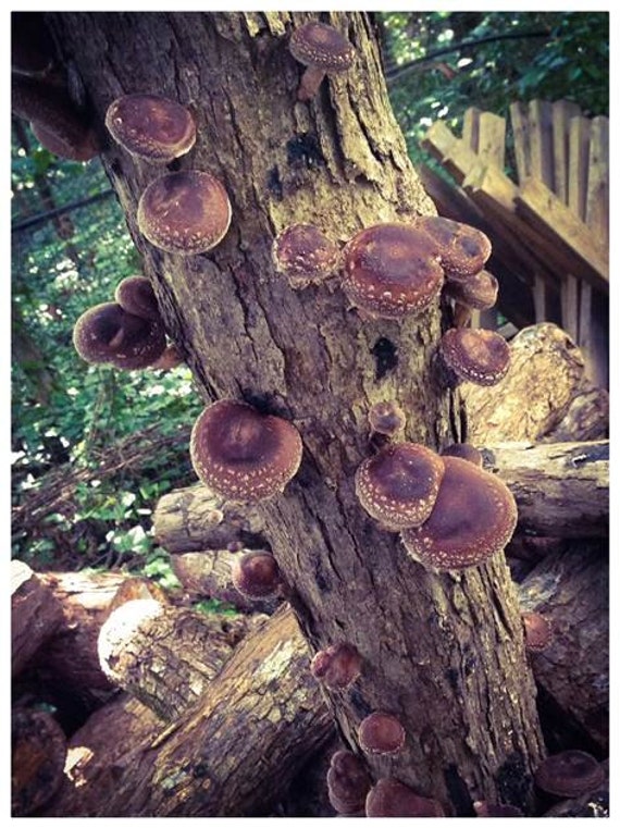 So Easy! 18/' Mushroom Log Pre Inoculated Shiitake Gourmet Edible Amazing food from your Back Yard