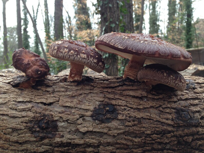 So Easy! 18/' Mushroom Log Pre Inoculated Shiitake Gourmet Edible Amazing food from your Back Yard