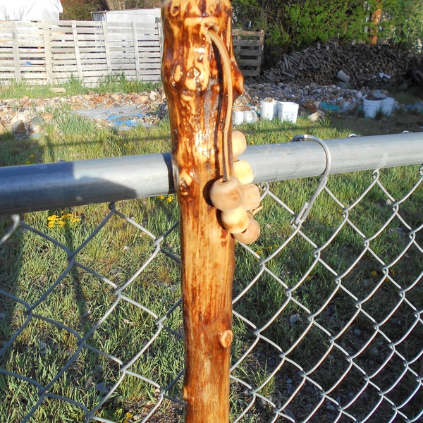 birch burlwood walking stick #57