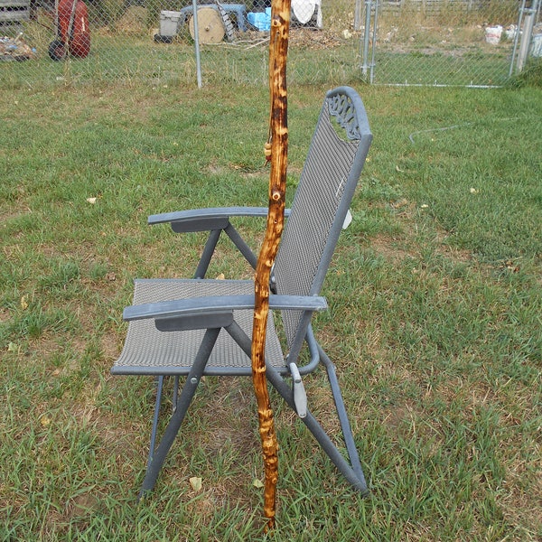 birch burlwood walking stick #50