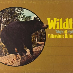 Livro de cartões postais vintage: Vida selvagem do Parque Nacional de Yellowstone (década de 1970)