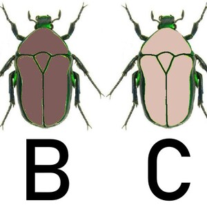 May include: Four illustrations of a beetle with green legs and head. The beetle's body is a different color in each illustration: brown, light brown, pink, and white.