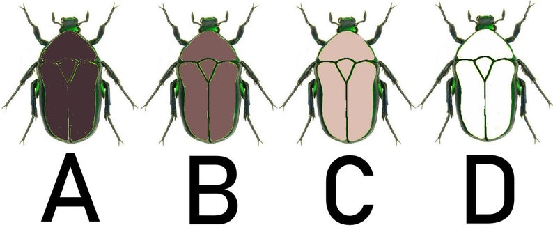 May include: Four illustrations of a beetle with green legs and head. The beetle's body is a different color in each illustration: brown, light brown, pink, and white.