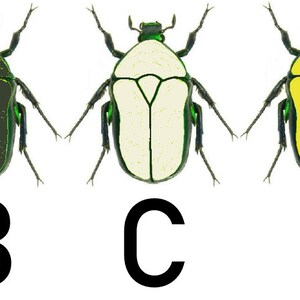 May include: Five illustrations of beetles with different colored bodies. The beetles are all the same shape and have green legs and antennae. The beetles are labeled A through E.  Beetle A is light blue, beetle B is dark green, beetle C is white, beetle D is yellow, and beetle E is green.