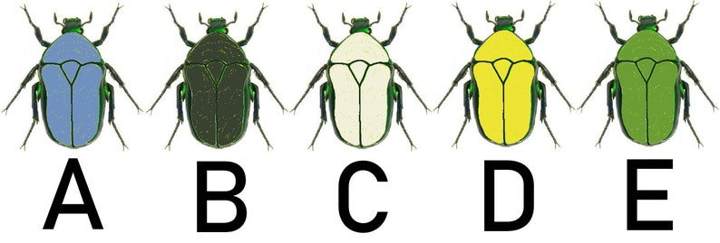 May include: Five illustrations of beetles with different colored bodies. The beetles are all the same shape and have green legs and antennae. The beetles are labeled A through E.  Beetle A is light blue, beetle B is dark green, beetle C is white, beetle D is yellow, and beetle E is green.