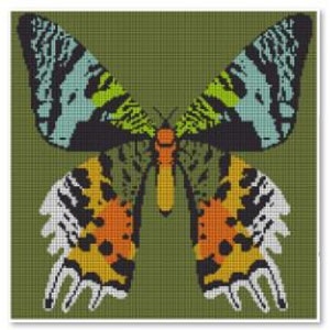 May include: A colorful butterfly with black, white, green, yellow, orange, and blue wings against a green background.