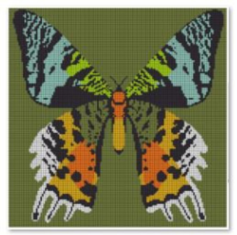 May include: A colorful butterfly with black, white, green, yellow, orange, and blue wings against a green background.