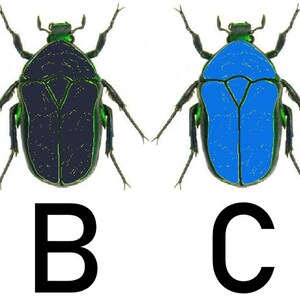 May include: Four illustrations of beetles with different colored bodies. The beetles are labeled A, B, C, and D. The beetle labeled A has a white body, the beetle labeled B has a black body, the beetle labeled C has a blue body, and the beetle labeled D has a yellow body.