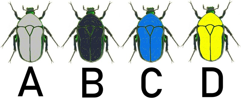 May include: Four illustrations of beetles with different colored bodies. The beetles are labeled A, B, C, and D. The beetle labeled A has a white body, the beetle labeled B has a black body, the beetle labeled C has a blue body, and the beetle labeled D has a yellow body.