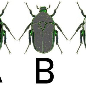 May include: Three images of a green beetle with different colored markings on its back. The first beetle has black markings, the second beetle has gray markings, and the third beetle has white markings. The beetles are labeled A, B, and C.