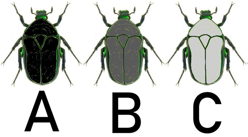 May include: Three images of a green beetle with different colored markings on its back. The first beetle has black markings, the second beetle has gray markings, and the third beetle has white markings. The beetles are labeled A, B, and C.
