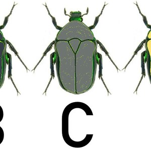 May include: Five illustrations of beetles with different colored bodies. The beetles are labeled A through E. Beetle A is blue, beetle B is black, beetle C is gray, beetle D is yellow, and beetle E is red.