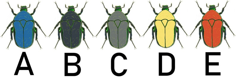 May include: Five illustrations of beetles with different colored bodies. The beetles are labeled A through E. Beetle A is blue, beetle B is black, beetle C is gray, beetle D is yellow, and beetle E is red.