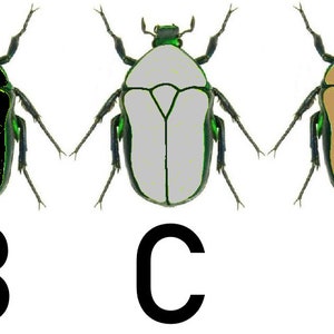 May include: Five illustrations of beetles with different colored bodies. The beetles are all the same shape and have green legs and antennae. The bodies are green, black, gray, brown, and yellow.