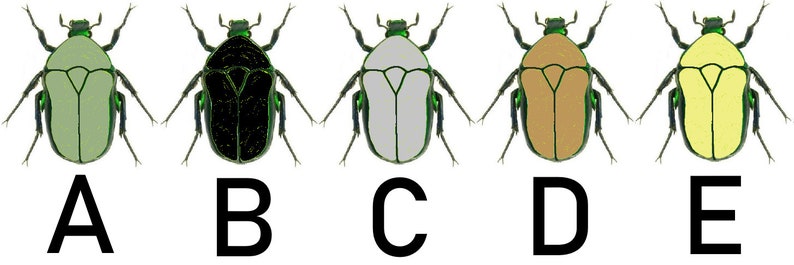May include: Five illustrations of beetles with different colored bodies. The beetles are all the same shape and have green legs and antennae. The bodies are green, black, gray, brown, and yellow.