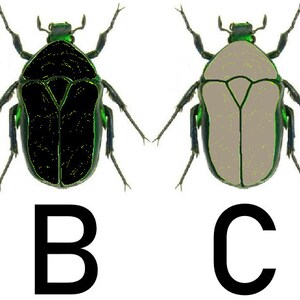 Op de afbeelding: Vier illustraties van kevers met verschillende gekleurde lichamen. De kevers hebben allemaal dezelfde vorm en groene koppen en poten. De lichamen zijn wit, zwart, grijs en bruin.