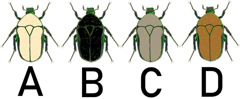 Op de afbeelding: Vier illustraties van kevers met verschillende gekleurde lichamen. De kevers hebben allemaal dezelfde vorm en groene koppen en poten. De lichamen zijn wit, zwart, grijs en bruin.