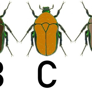May include: Five illustrations of beetles with different colored bodies. The beetles are all the same shape and have green legs and antennae. The beetles are labeled A through E.