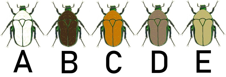 May include: Five illustrations of beetles with different colored bodies. The beetles are all the same shape and have green legs and antennae. The beetles are labeled A through E.