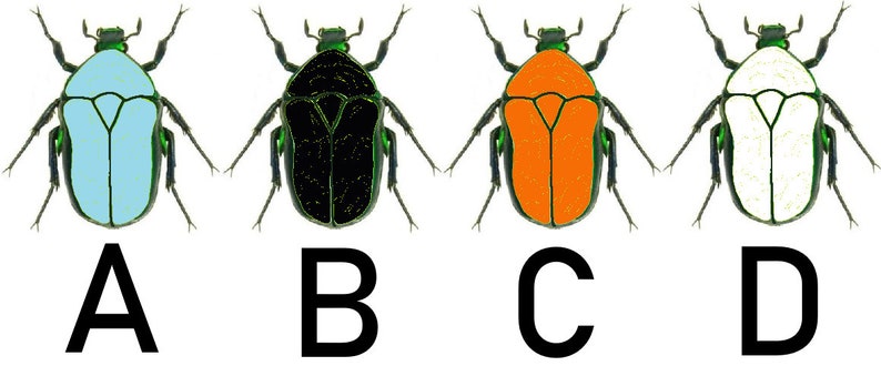 May include: Four illustrations of beetles with different colored bodies. The beetles are all the same shape and have green heads and legs. The bodies are light blue, black, orange, and white.
