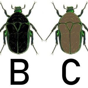 May include: Four illustrations of beetles with different colored bodies. The beetles are all the same shape and have green heads and legs. The bodies are white, black, brown, and orange.