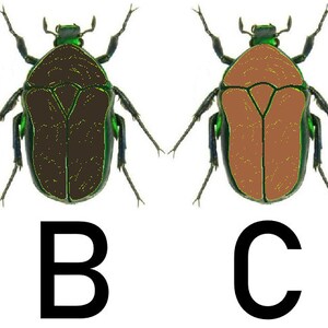 May include: Four beetles with different coloured bodies. The beetles are green, brown, orange, and white. The beetles are all the same shape and size. The beetles are labelled A, B, C, and D.
