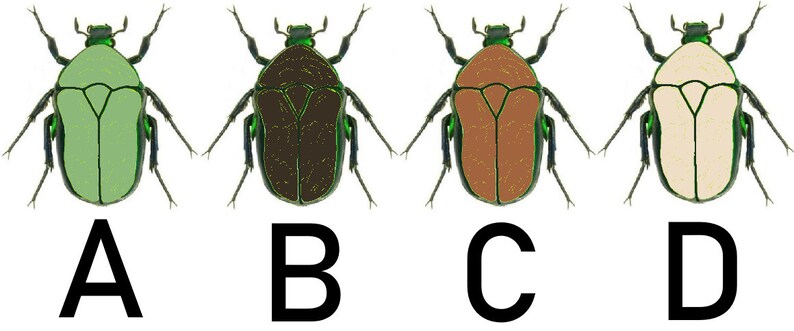 May include: Four beetles with different coloured bodies. The beetles are green, brown, orange, and white. The beetles are all the same shape and size. The beetles are labelled A, B, C, and D.