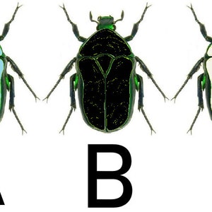 May include: Three images of a beetle with green legs and head. The beetle's body is a different color in each image: light blue, black, and white. The images are labeled A, B, and C.