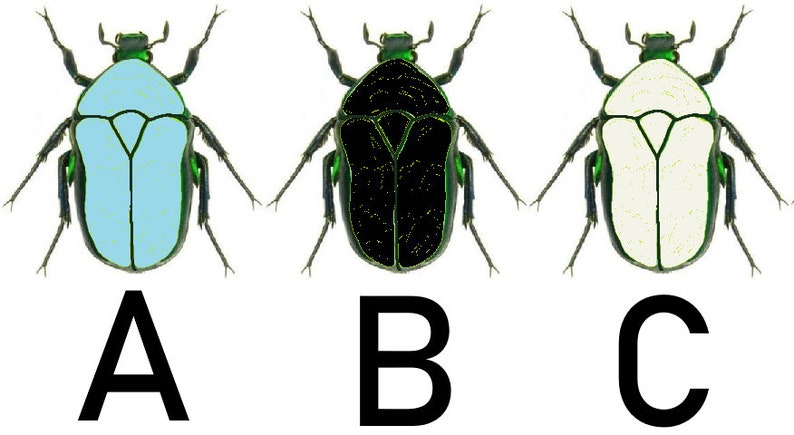 May include: Three images of a beetle with green legs and head. The beetle's body is a different color in each image: light blue, black, and white. The images are labeled A, B, and C.