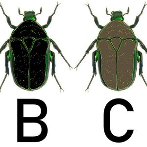 May include: Four illustrations of beetles with different colored bodies. The beetles are all green with black legs and antennae. The bodies are white, black, brown, and yellow.