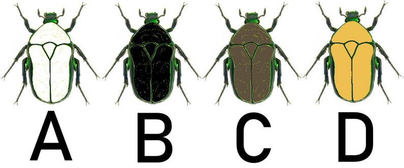 May include: Four illustrations of beetles with different colored bodies. The beetles are all green with black legs and antennae. The bodies are white, black, brown, and yellow.