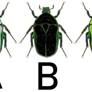 May include: Three images of a green beetle with different colored bodies. The first beetle has a light gray body, the second beetle has a black body, and the third beetle has a green body. The beetles are labeled A, B, and C.