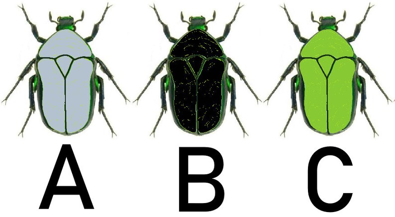 May include: Three images of a green beetle with different colored bodies. The first beetle has a light gray body, the second beetle has a black body, and the third beetle has a green body. The beetles are labeled A, B, and C.