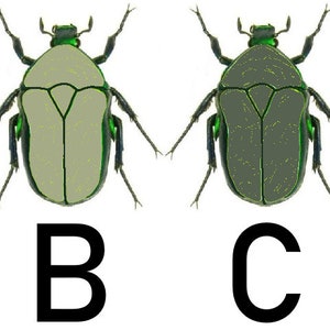 May include: Four illustrations of a beetle with different colored bodies. The beetle has a green head and legs, and a white, light green, dark green, or black body. The beetle is labeled A, B, C, and D.
