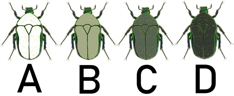 May include: Four illustrations of a beetle with different colored bodies. The beetle has a green head and legs, and a white, light green, dark green, or black body. The beetle is labeled A, B, C, and D.
