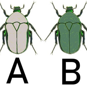 May include: Two green beetles with black legs and a white and green body. The beetle on the left has a white body with green edges. The beetle on the right has a green body with yellow edges. The beetles are labeled A and B.