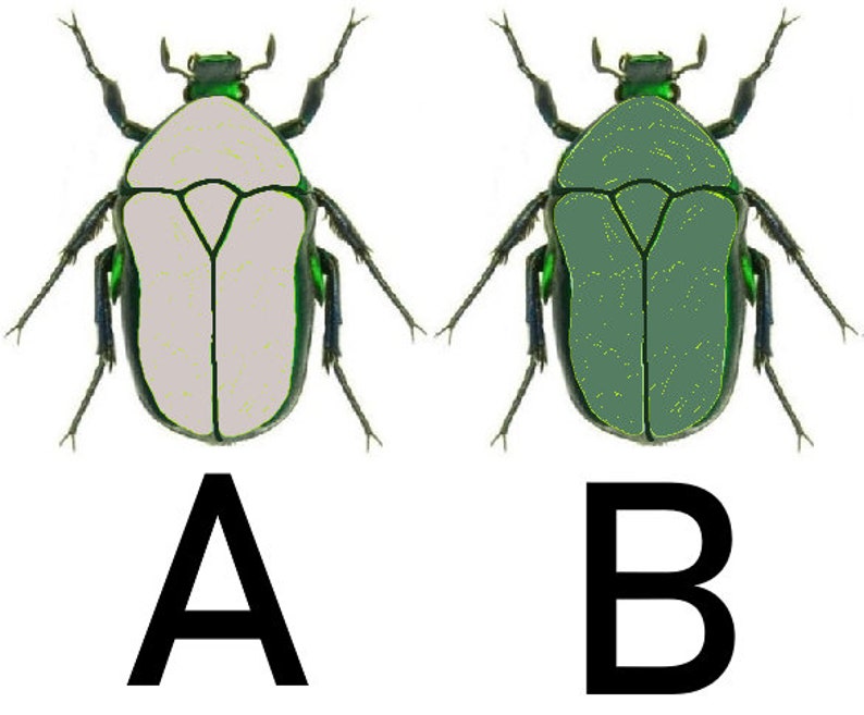 May include: Two green beetles with black legs and a white and green body. The beetle on the left has a white body with green edges. The beetle on the right has a green body with yellow edges. The beetles are labeled A and B.