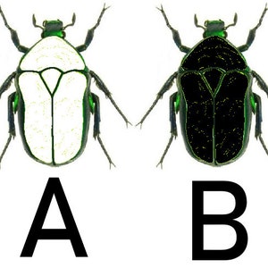 以下が含まれることがあります： 緑と白の甲虫の画像が2つあります。最初の画像の甲虫は、緑色の模様のある白い体を持っています。2番目の画像の甲虫は、緑色の模様のある黒い体を持っています。甲虫はAとBとラベル付けされています。