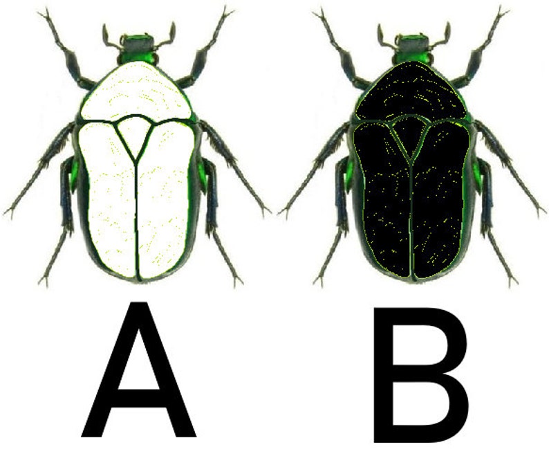 以下が含まれることがあります： 緑と白の甲虫の画像が2つあります。最初の画像の甲虫は、緑色の模様のある白い体を持っています。2番目の画像の甲虫は、緑色の模様のある黒い体を持っています。甲虫はAとBとラベル付けされています。