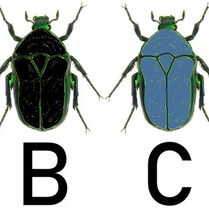 May include: Four illustrations of beetles, each with a different colored body. The beetles are labeled A, B, C, and D. The beetle labeled A has a gray body, the beetle labeled B has a black body, the beetle labeled C has a blue body, and the beetle labeled D has a yellow body.