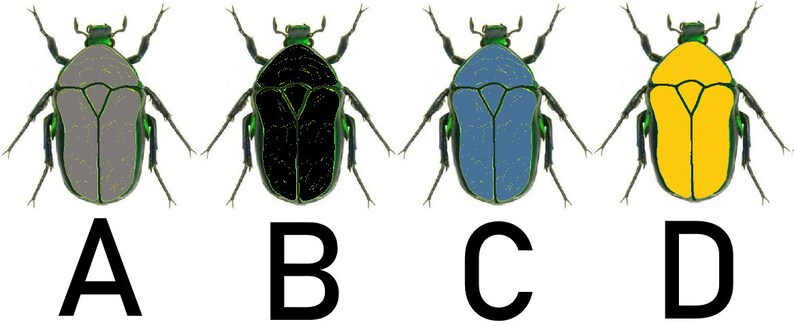 May include: Four illustrations of beetles, each with a different colored body. The beetles are labeled A, B, C, and D. The beetle labeled A has a gray body, the beetle labeled B has a black body, the beetle labeled C has a blue body, and the beetle labeled D has a yellow body.
