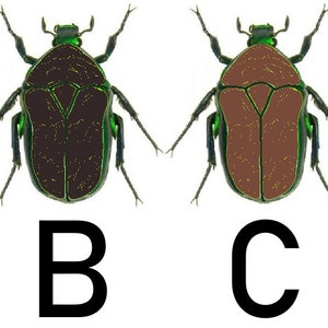 May include: Four illustrations of beetles with different colored bodies. The beetles are all the same shape and have green heads and legs. The bodies are white, black, brown, and light brown.