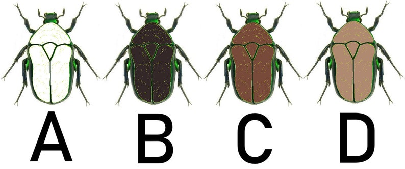 May include: Four illustrations of beetles with different colored bodies. The beetles are all the same shape and have green heads and legs. The bodies are white, black, brown, and light brown.