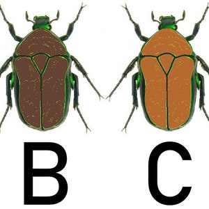 May include: Four illustrations of beetles with different colored bodies. The beetles are all facing forward with their wings spread. The beetles are labeled A, B, C, and D.