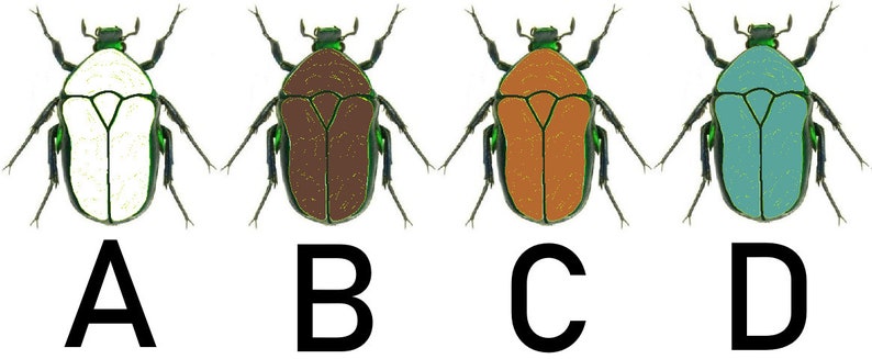 May include: Four illustrations of beetles with different colored bodies. The beetles are all facing forward with their wings spread. The beetles are labeled A, B, C, and D.