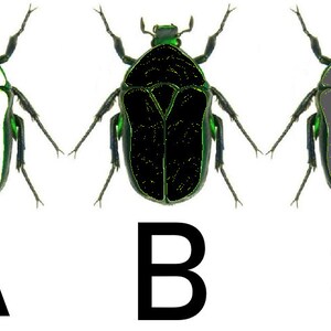 May include: Three images of a green beetle with different coloured markings on its back. The first image shows a white marking, the second image shows a black marking, and the third image shows a grey marking.